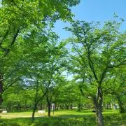 siteanoの画像