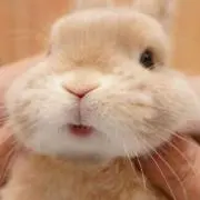 うさまるshop*の画像
