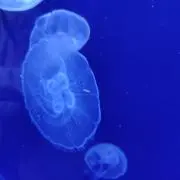 花の画像