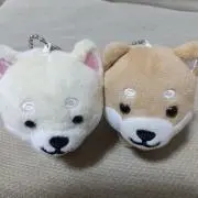 ちゃー坊の画像