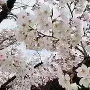 ikk9の画像