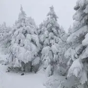 はなの画像