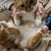 ちゃちゃの画像