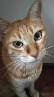 こちゃのすけ
