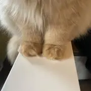 ミオの画像