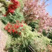 ちゃぴこの画像
