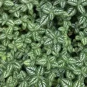 kuranakaの画像