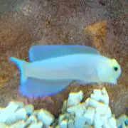 iyuプロフヲナカラズカクニンの画像