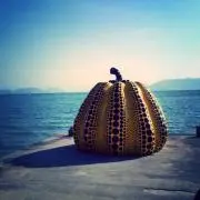 ゆりの画像