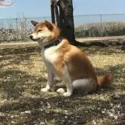 マキオ