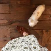 プーの画像