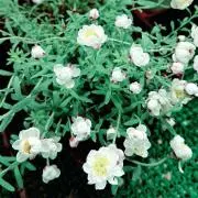 かんしゅん❍プロフ必読❍の画像
