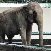 ゆぃ