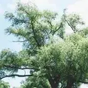 aiueoooの画像