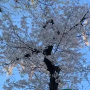 naoの画像
