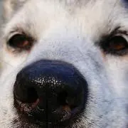 カヤの画像