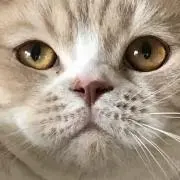 Moon74の画像
