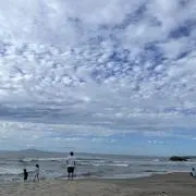 sun-flo-many
