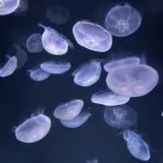 rin.の画像