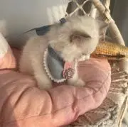 mmの画像