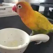夏物お値下げ！chevaの画像