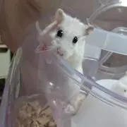 はむの画像