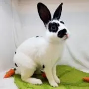 レッキス