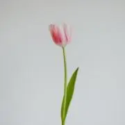 sの画像