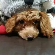 セナ