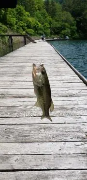 ぽかぽかりんりんの画像