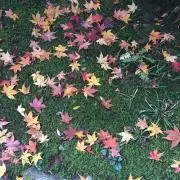 ゆうこの画像