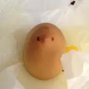 すいかの画像