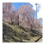 ぎぎの画像