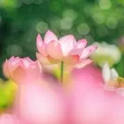 りんりんの画像