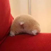 ちび★