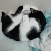 ちい