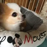 johnbeanの画像