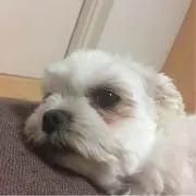 ワンワンワンの画像