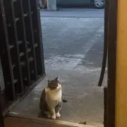 7の画像