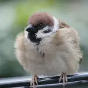 kakeの画像