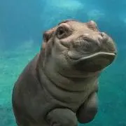 けろの画像