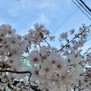 さやえんどう※プロフ必読コメ逃げ厳禁の画像