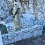 フブキの画像