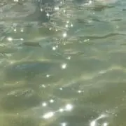 yの画像