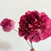Daxueの画像
