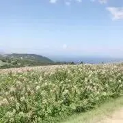 かなの画像