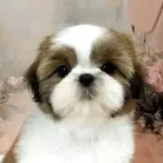yuchanの画像