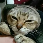コロン