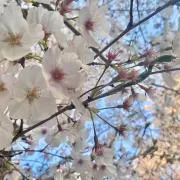 即購入歓迎♡あきにょんの部屋(o^^o)の画像