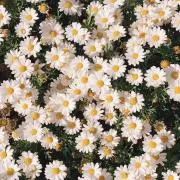 iPho neの画像